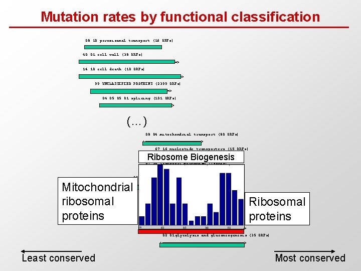 Mutation rates by functional classification 08. 10 peroxisomal transport (16 ORFs) |===============> 40. 01