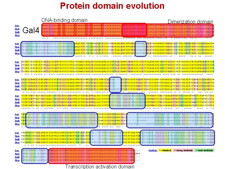 Protein domain evolution DNA-binding domain Gal 4 Transcription activation domain Dimerization domain 