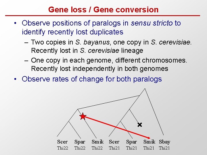 Gene loss / Gene conversion • Observe positions of paralogs in sensu stricto to