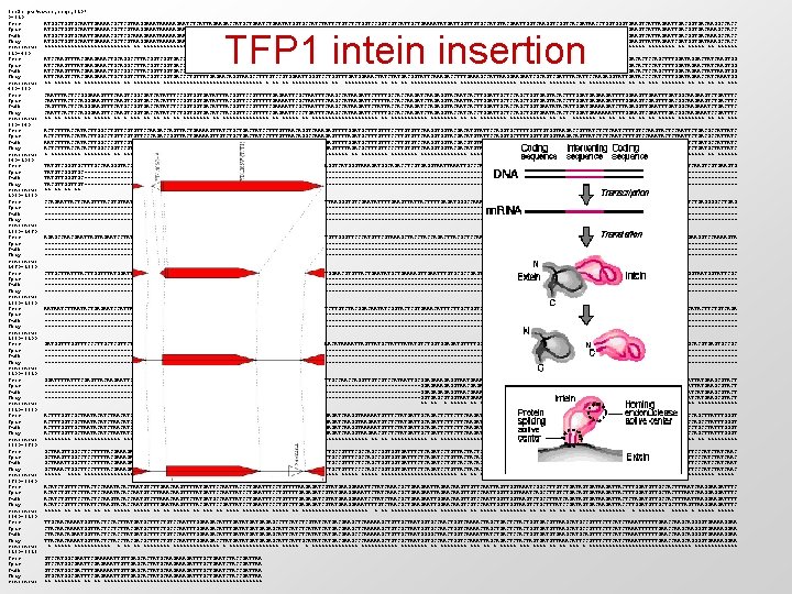tools. pw(names, seqs, 210) 0~210: Scer. . . : ATGGCTGGTGCAATTGAAAACGCTCGTAAGGAAATAAAAAGAATCTCATTAGAAGACCATGCTGAATATGGTGCCATCTATTCTGTCTCTGGTCCGGTCGTCATTGCTGAAAATATGATTGGTTGTGCCATGTACGAATTGGTCAAGGTCACGATAACCTGGTGAAGTCATTAGAATTGACGGTGACAAGGCCACC Spar. . . :