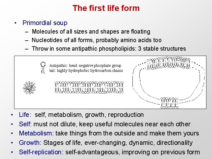 The first life form • Primordial soup – Molecules of all sizes and shapes
