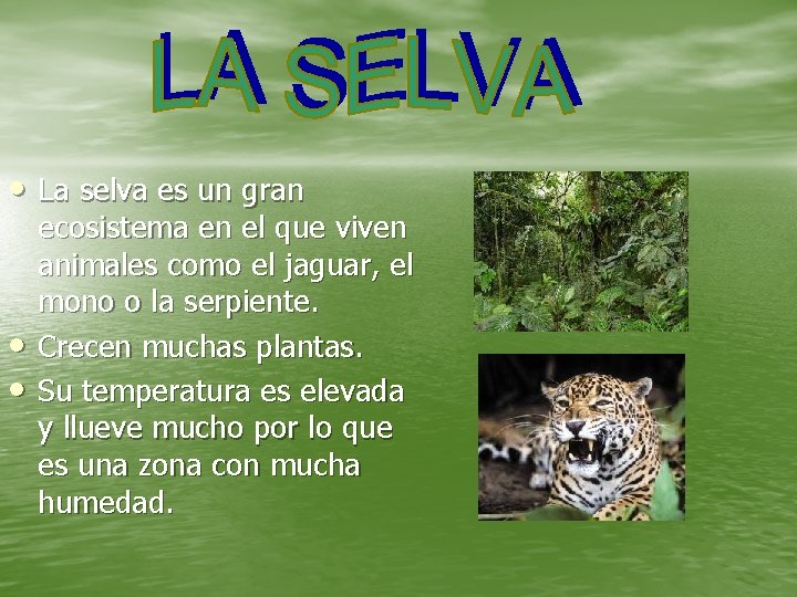  • La selva es un gran • • ecosistema en el que viven