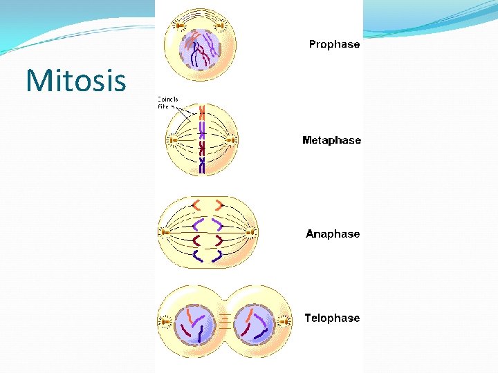 Mitosis 