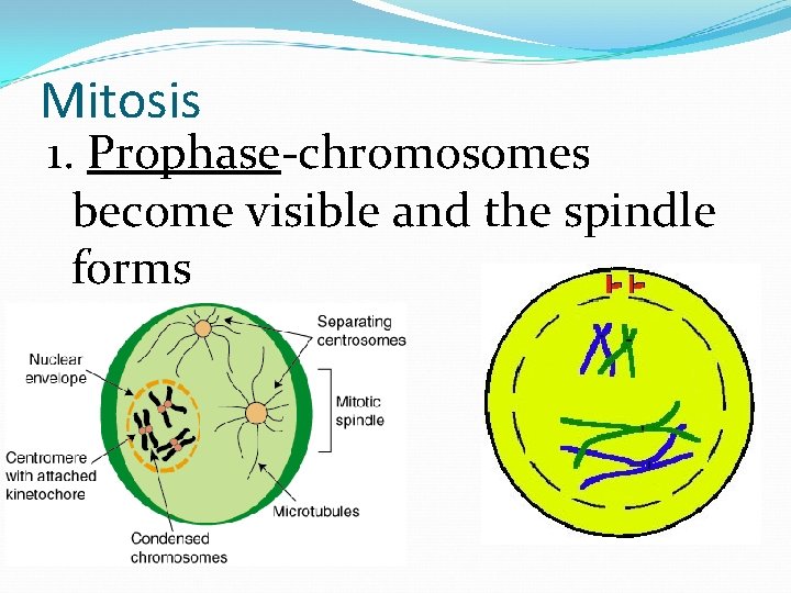 Mitosis 1. Prophase-chromosomes become visible and the spindle forms 