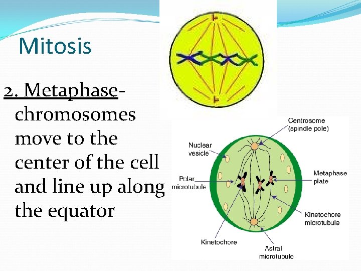 Mitosis 2. Metaphasechromosomes move to the center of the cell and line up along