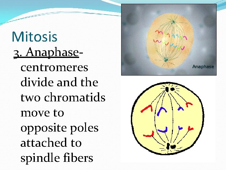 Mitosis 3. Anaphasecentromeres divide and the two chromatids move to opposite poles attached to