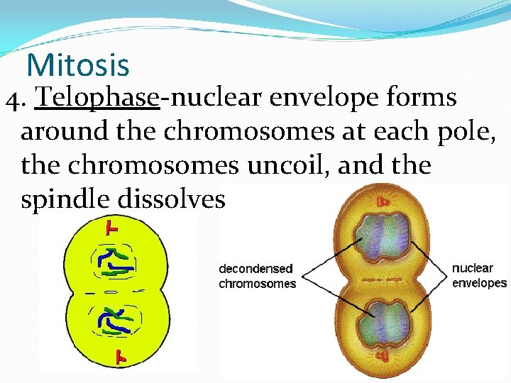 Mitosis 4. Telophase-nuclear envelope forms around the chromosomes at each pole, the chromosomes uncoil,