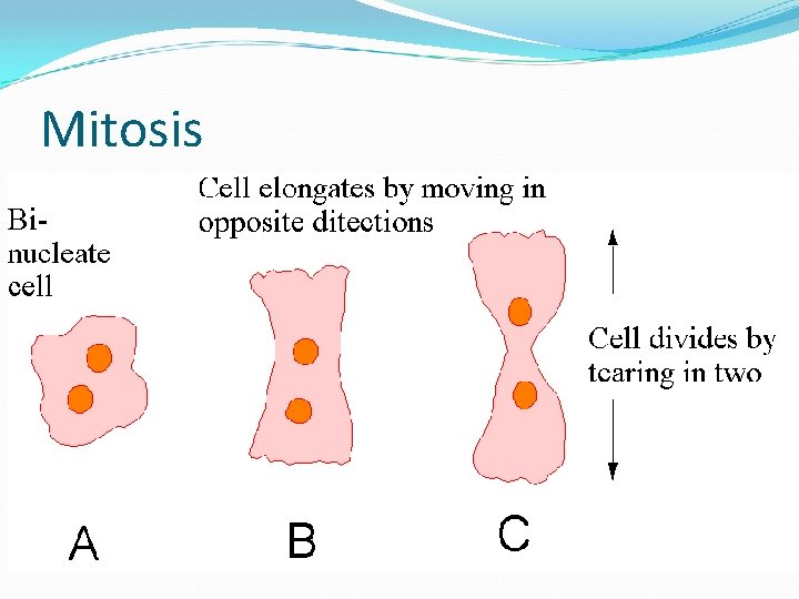 Mitosis 