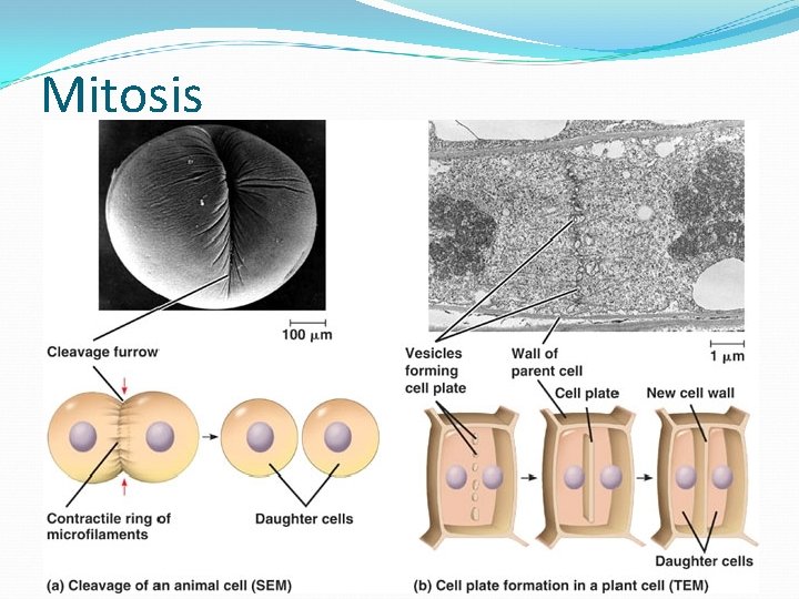 Mitosis 