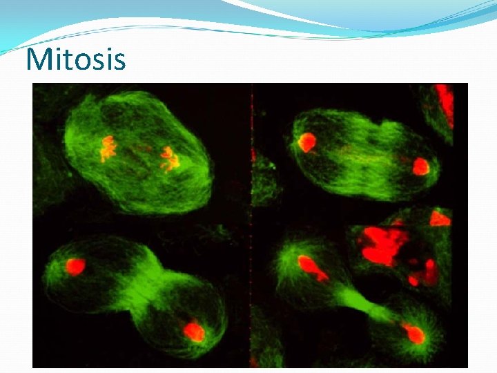 Mitosis 