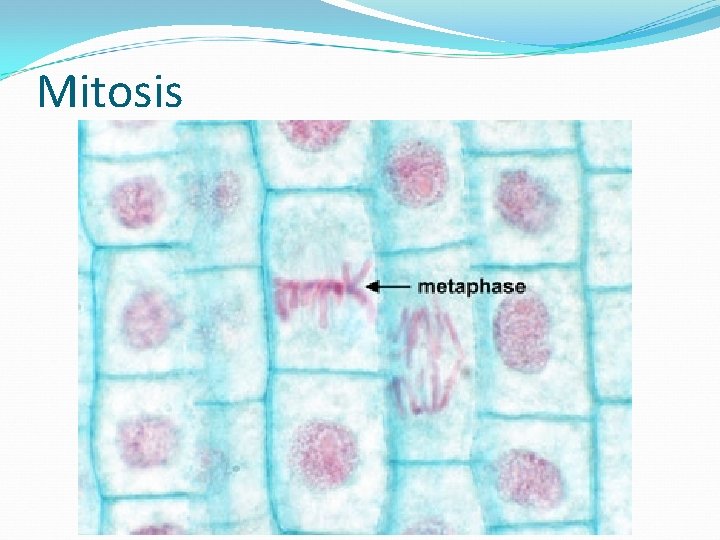 Mitosis 