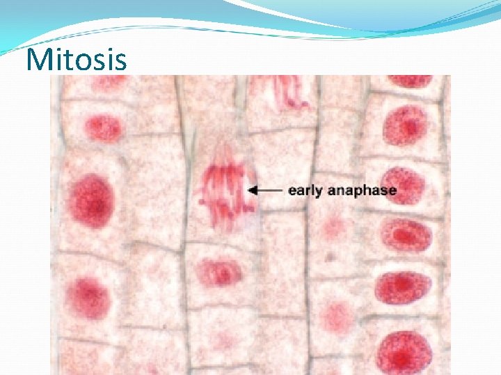 Mitosis 