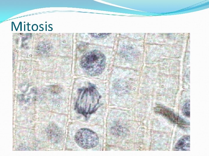 Mitosis 