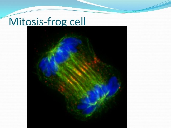 Mitosis-frog cell 