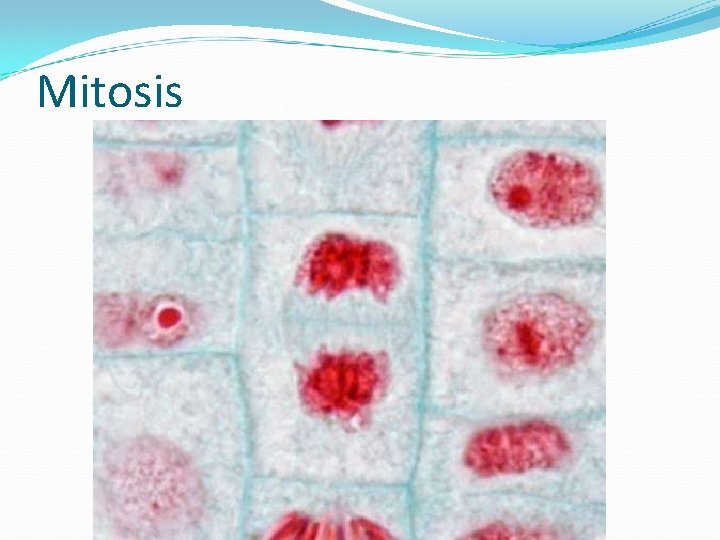 Mitosis 