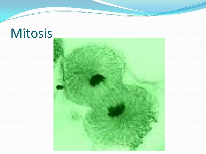 Mitosis 