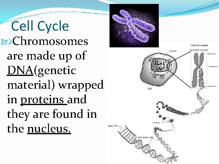 Cell Cycle Chromosomes are made up of DNA(genetic material) wrapped in proteins and they