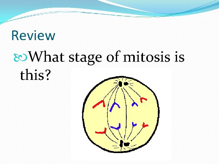 Review What stage of mitosis is this? 