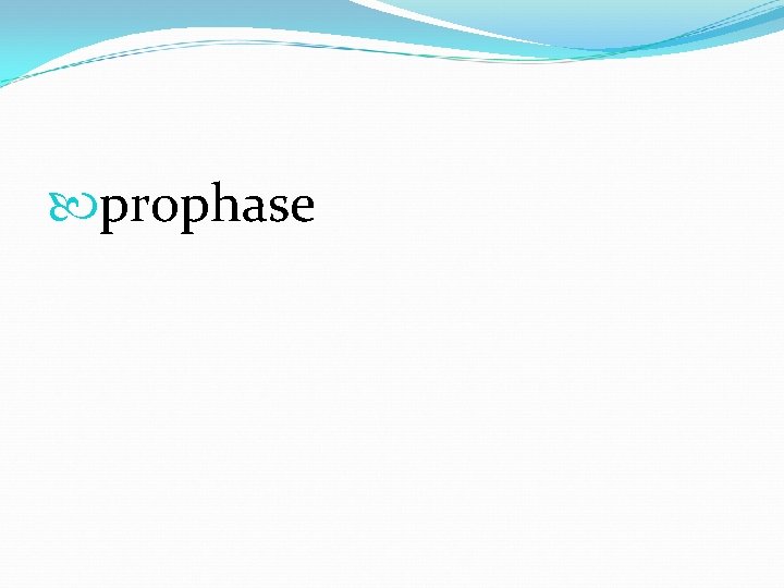  prophase 