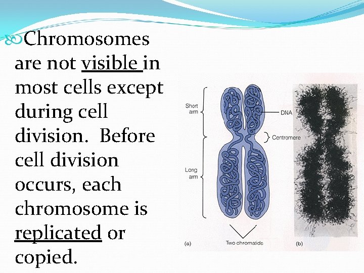  Chromosomes are not visible in most cells except during cell division. Before cell