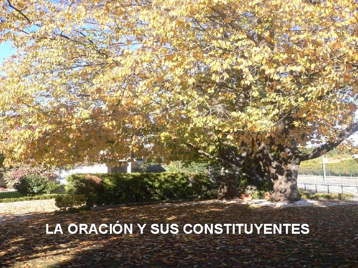 LA ORACIÓN Y SUS CONSTITUYENTES 