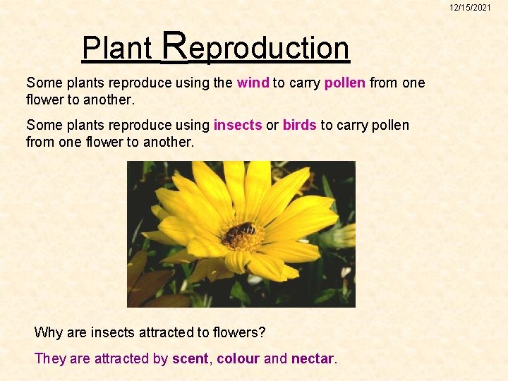 12/15/2021 Plant Reproduction Some plants reproduce using the wind to carry pollen from one
