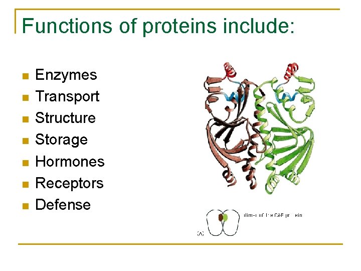 Functions of proteins include: n n n n Enzymes Transport Structure Storage Hormones Receptors