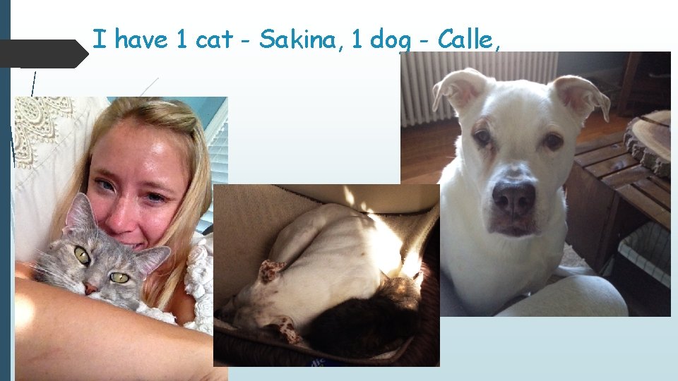 I have 1 cat - Sakina, 1 dog - Calle, 