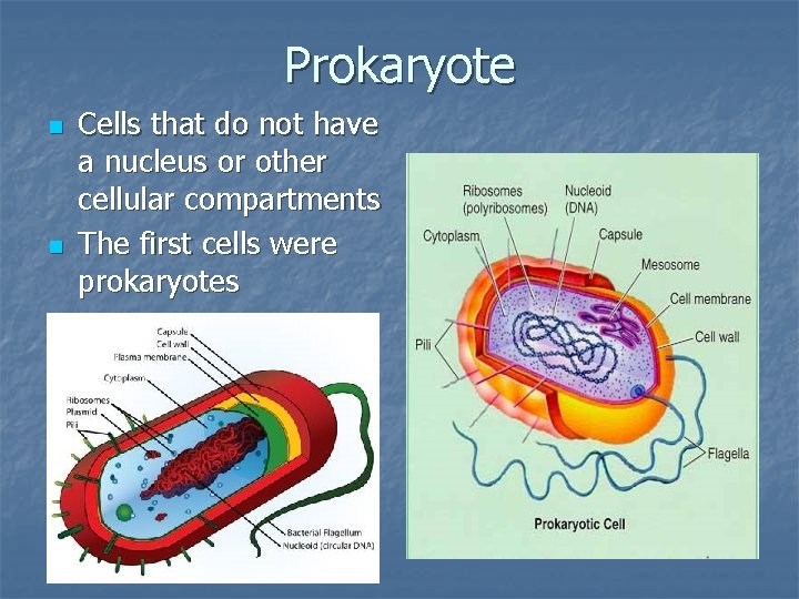 Prokaryote n n Cells that do not have a nucleus or other cellular compartments