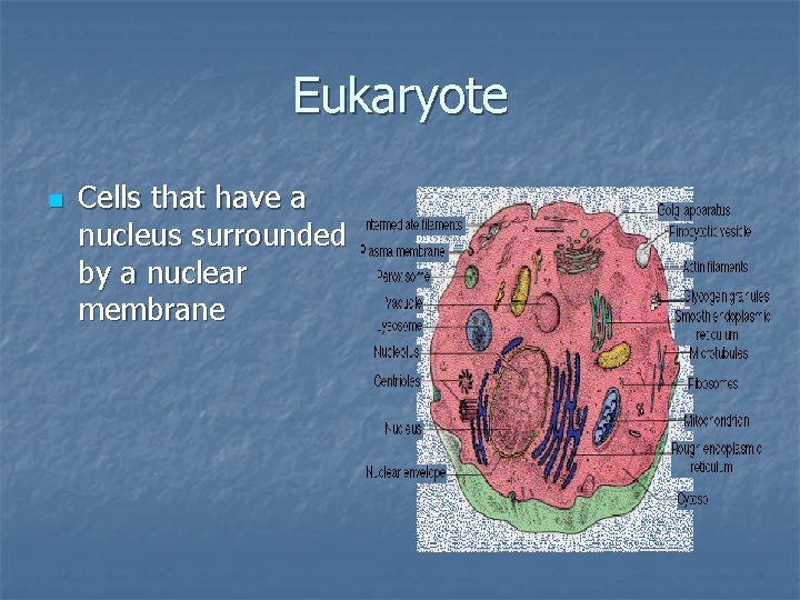 Eukaryote n Cells that have a nucleus surrounded by a nuclear membrane 