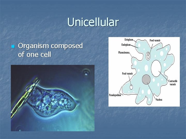 Unicellular n Organism composed of one cell 