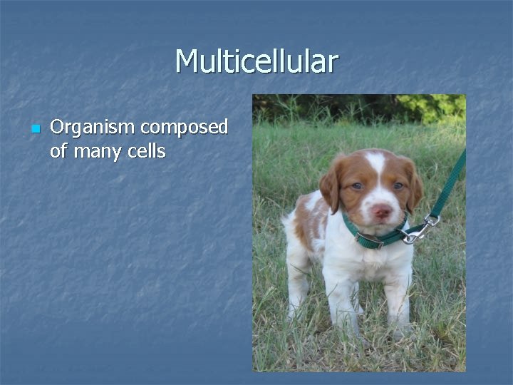 Multicellular n Organism composed of many cells 