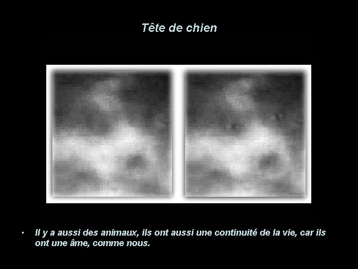 Tête de chien • Il y a aussi des animaux, ils ont aussi une