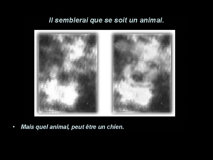 Il semblerai que se soit un animal. • Mais quel animal, peut être un