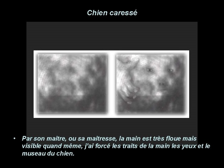 Chien caressé • Par son maitre, ou sa maitresse, la main est très floue