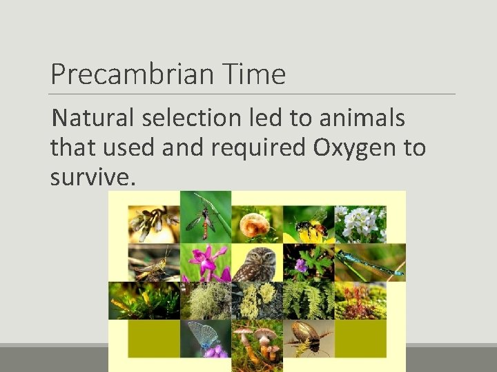 Precambrian Time Natural selection led to animals that used and required Oxygen to survive.