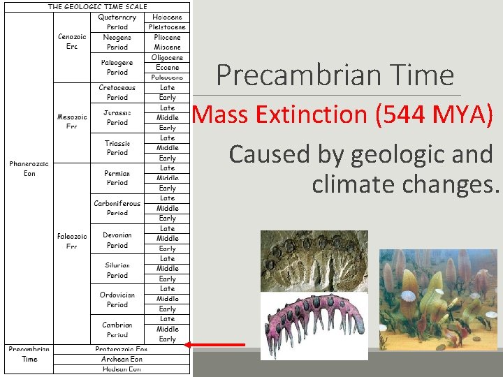 Precambrian Time Mass Extinction (544 MYA) Caused by geologic and climate changes. 