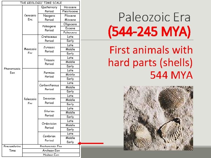 Paleozoic Era (544 -245 MYA) First animals with hard parts (shells) 544 MYA 