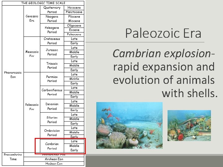 Paleozoic Era Cambrian explosionrapid expansion and evolution of animals with shells. 