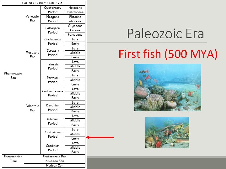 Paleozoic Era First fish (500 MYA) 