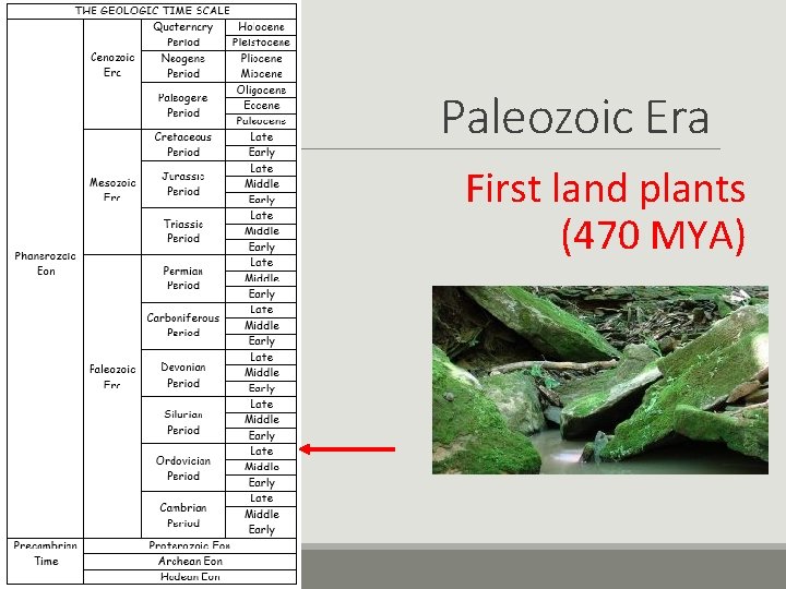 Paleozoic Era First land plants (470 MYA) 