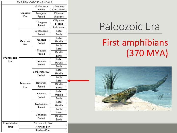 Paleozoic Era First amphibians (370 MYA) 