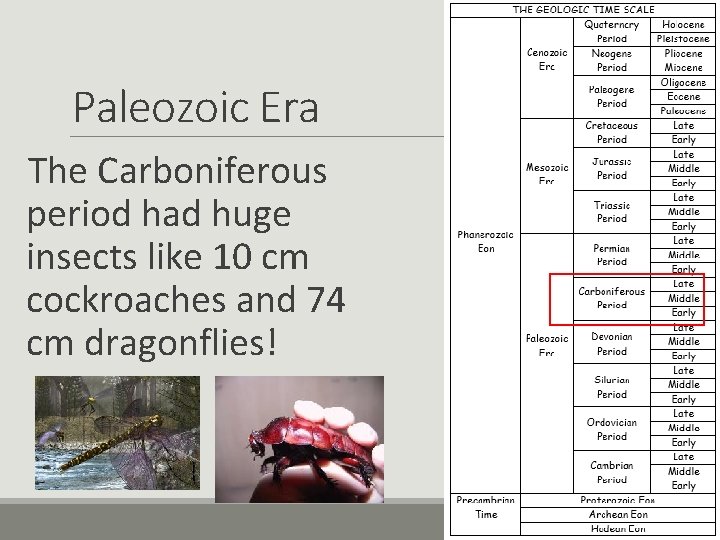 Paleozoic Era The Carboniferous period had huge insects like 10 cm cockroaches and 74