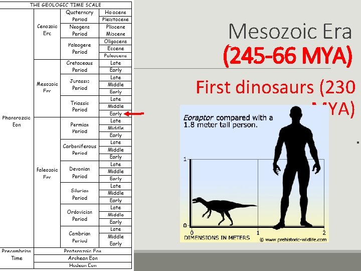 Mesozoic Era (245 -66 MYA) First dinosaurs (230 MYA). 