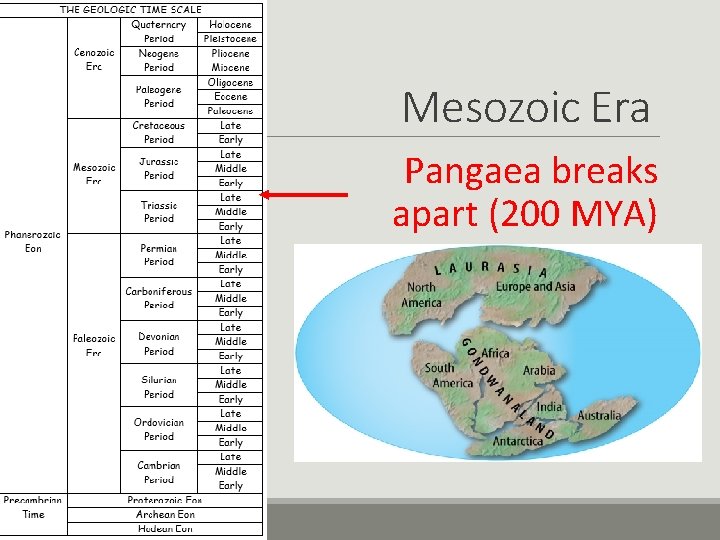 Mesozoic Era Pangaea breaks apart (200 MYA) 