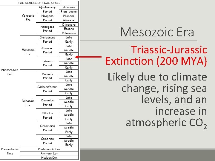 Mesozoic Era Triassic-Jurassic Extinction (200 MYA) Likely due to climate change, rising sea levels,
