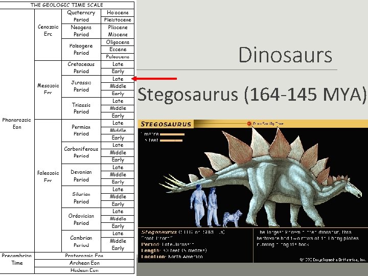 Dinosaurs Stegosaurus (164 -145 MYA) 