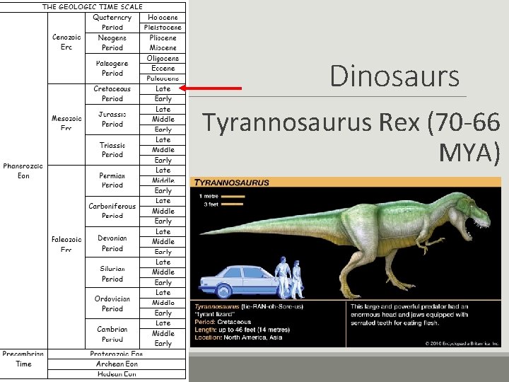 Dinosaurs Tyrannosaurus Rex (70 -66 MYA) 