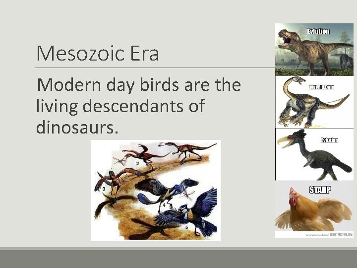 Mesozoic Era Modern day birds are the living descendants of dinosaurs. 