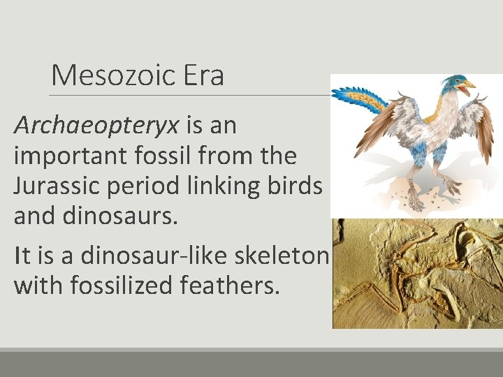 Mesozoic Era Archaeopteryx is an important fossil from the Jurassic period linking birds and